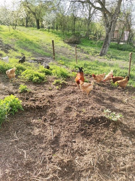 IMG-20210505-WA0014 - Gaini