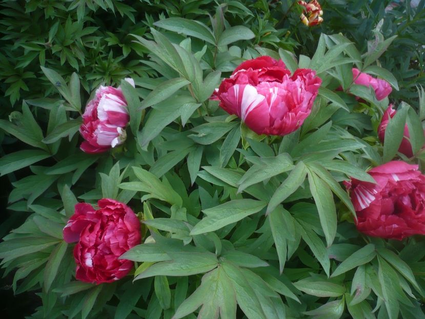 06.05.2021 - GRADINA 2021