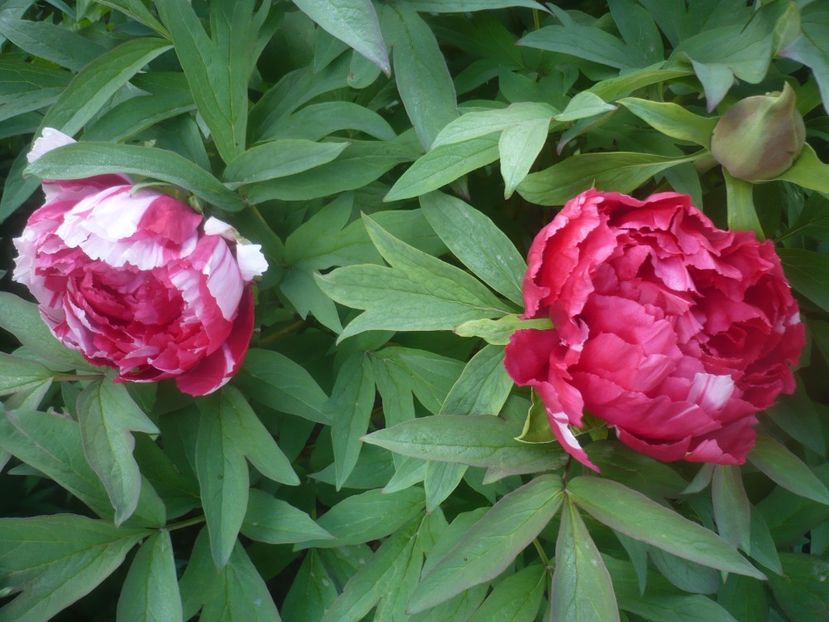 P1470654 - GRADINA 2021