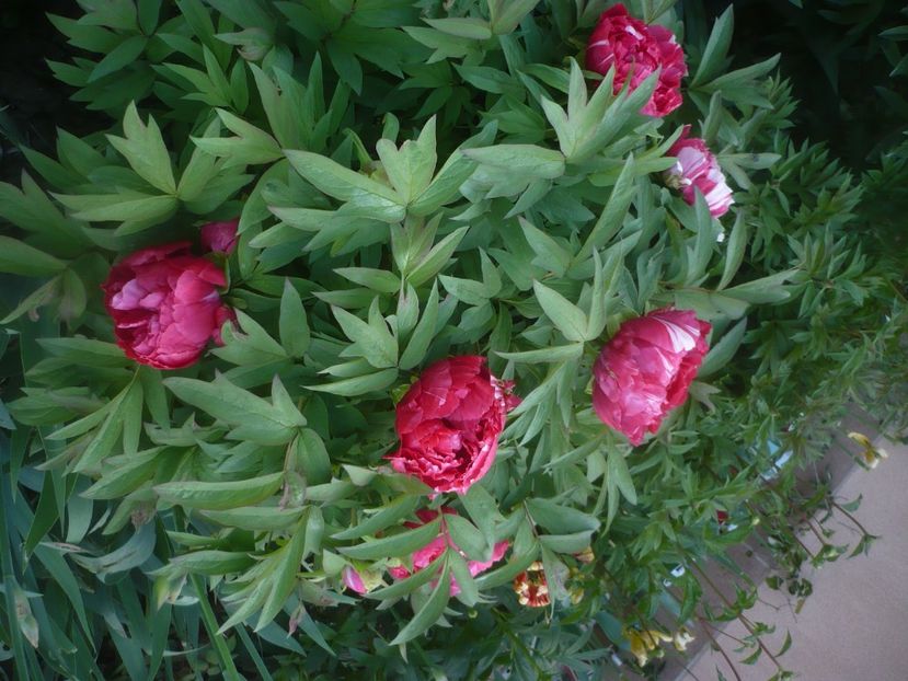 P1470657 - GRADINA 2021