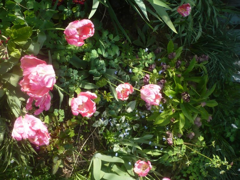 P1470662 - GRADINA 2021