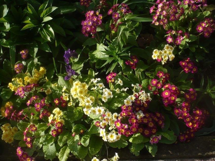 P1470663 - GRADINA 2021