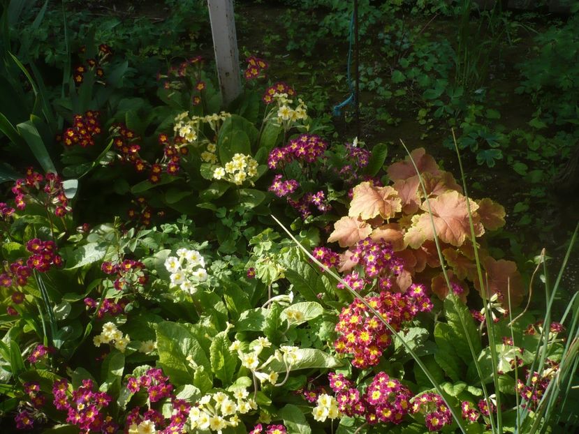 P1470666 - GRADINA 2021