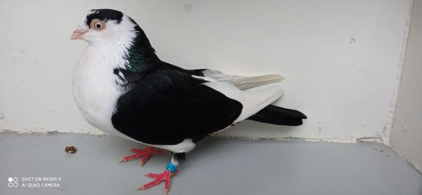  - jucatori de galati pe negru