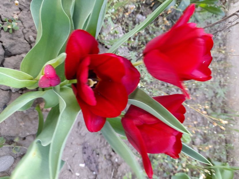  - File de primavara - 2021