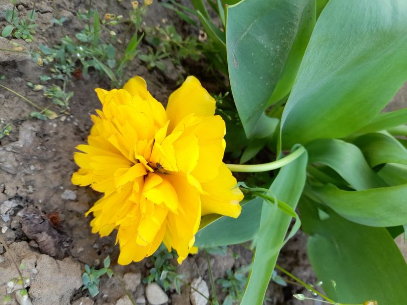  - File de primavara - 2021