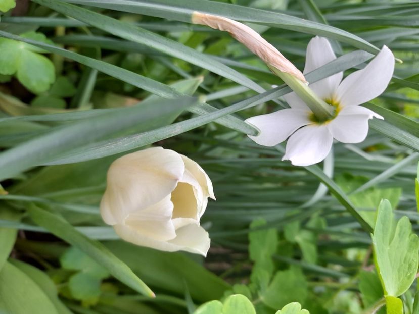  - File de primavara - 2021