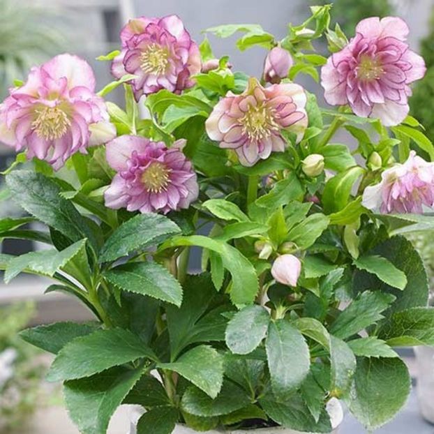 spanz-helleborus-double-ellen-pink- - SPÂNZ HELLEBORUS DOUBLE ELLEN PINK SPOTTED