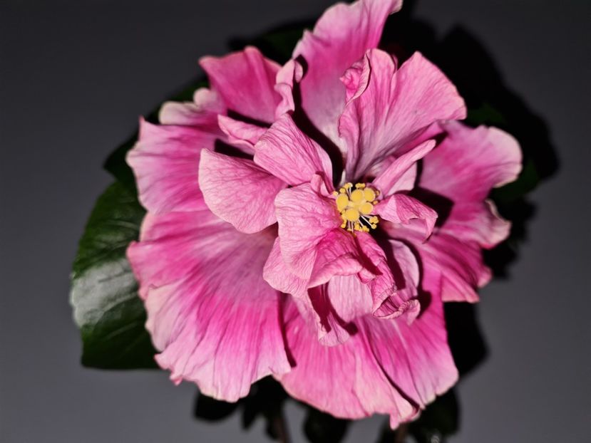  - Hibiscus Indinan Bride