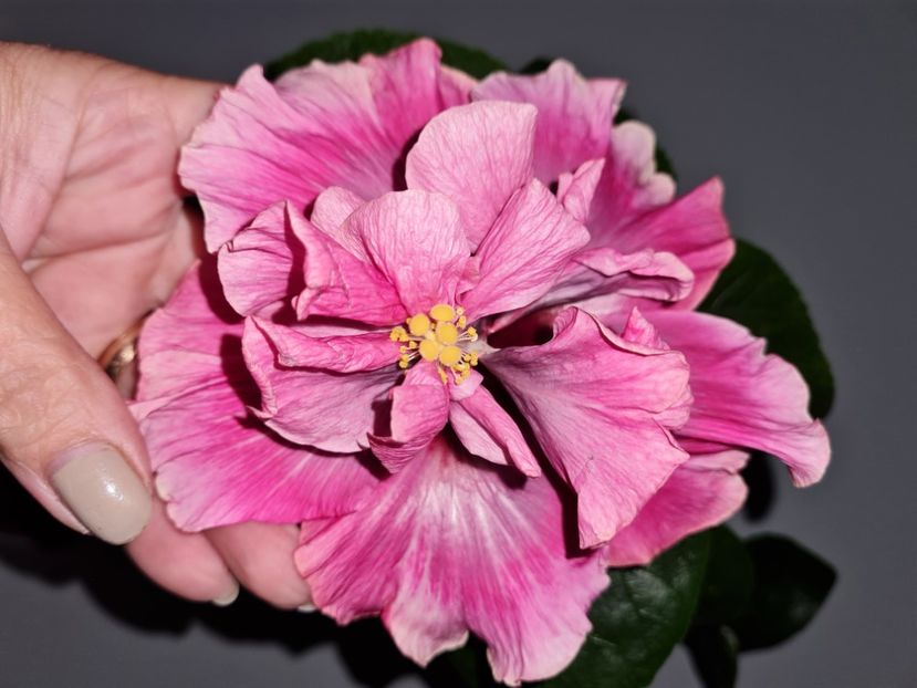  - Hibiscus Indinan Bride