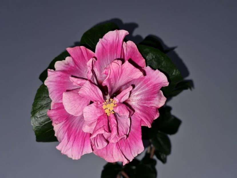  - Hibiscus Indinan Bride