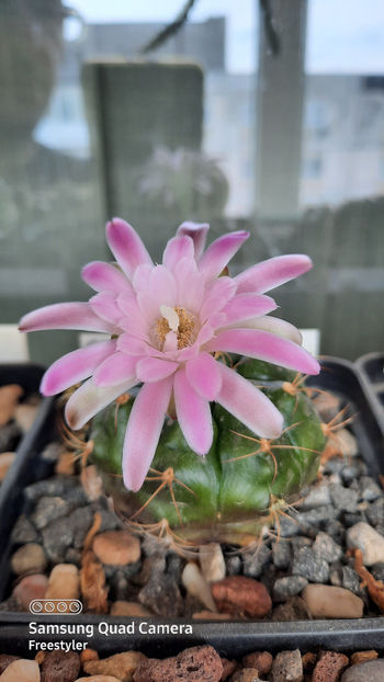 24.04.2021 - Gymnocalycium damsii ssp evae