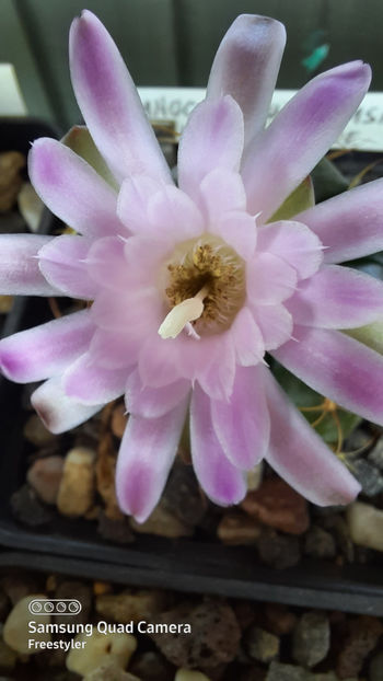 24.04.2021 - Gymnocalycium damsii ssp evae