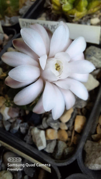 02.05.2021 - Gymnocalycium asterium