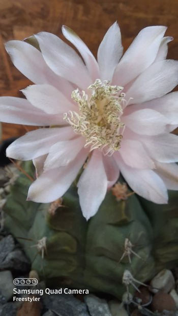  - Gymnocalycium damsii