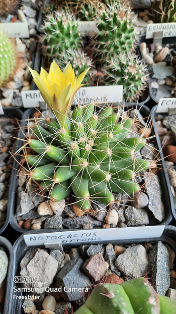  - Mammillaria longimamma