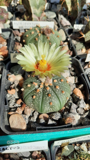 22.04.2021 - Astrophytum asterias