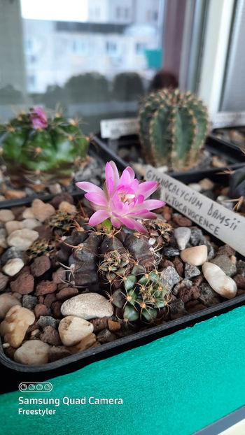 27.04.2021 - Gymnocalycium damsii ssp evae