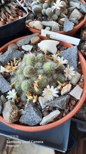 04.05.2021 - Rebutia albiflora