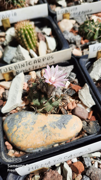 24.04.2021 - Turbinicarpus roseiflorus