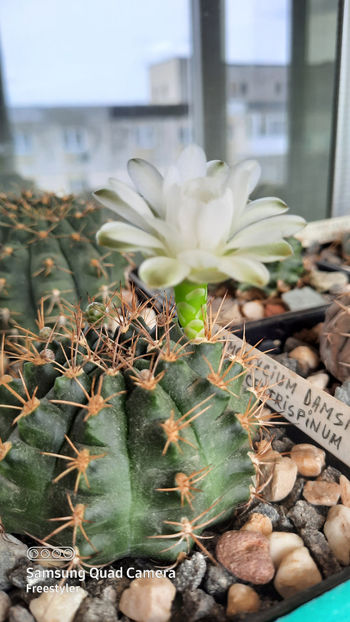 24.04.2021 - Gymnocalycium damsii v centrispinum