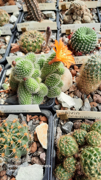 01.05.2021 - Rebutia muscula