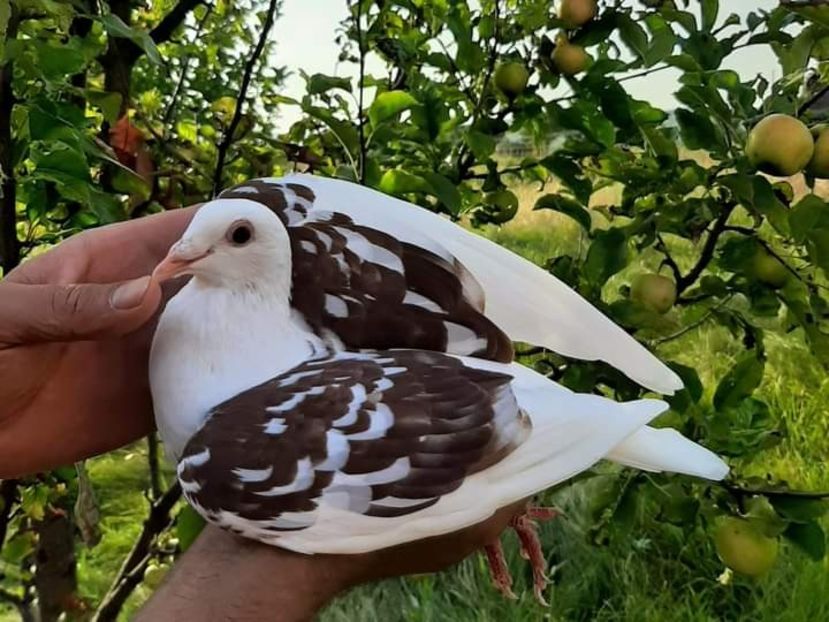  - NU IMI APARTIN ALBUM NR 2