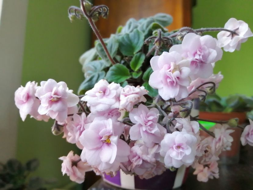  - Rob-s Vanilla Trail