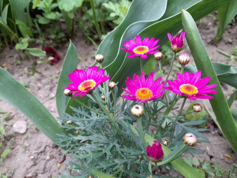  - Argyranthemum frutescens Comet Pink