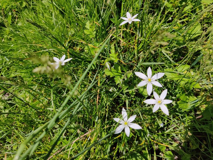 Ornithogalum umbellatum - Diverse flori de gradina