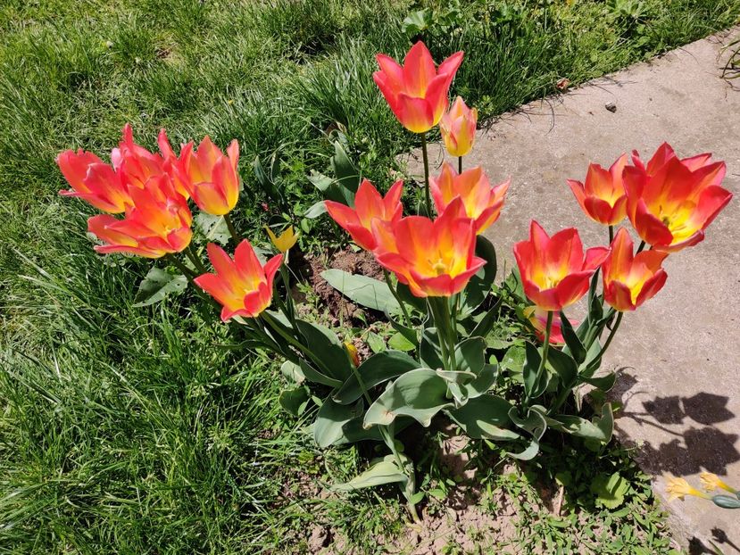 ....după alte patru zile - Lalele