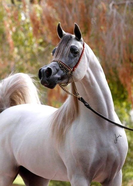  - Cai animale nobile