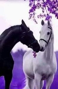  - Cai animale nobile