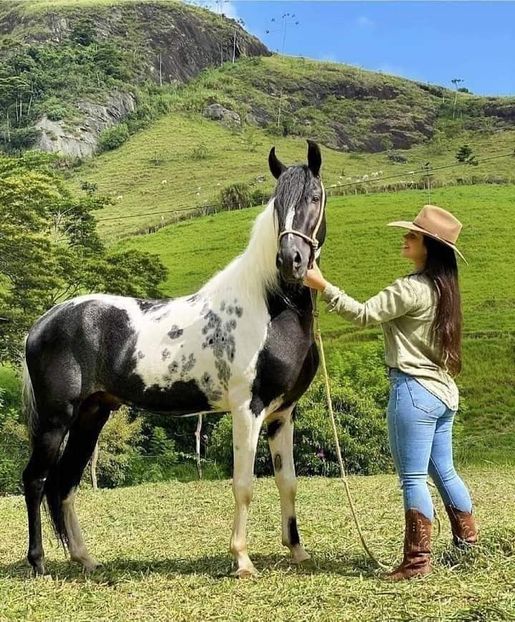  - Cai animale nobile