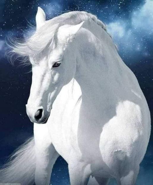  - Cai animale nobile