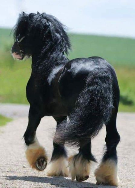  - Cai animale nobile