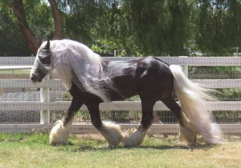  - Cai animale nobile