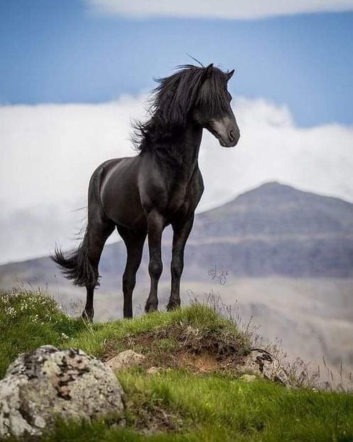  - Cai animale nobile