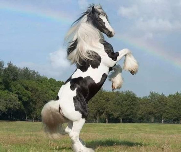  - Cai animale nobile