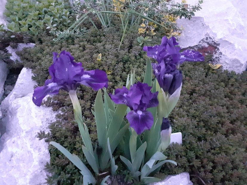  - Gradina 2021
