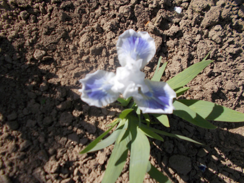 big blue eyes - IRISI NOUTATI INFLORITI IN 2021