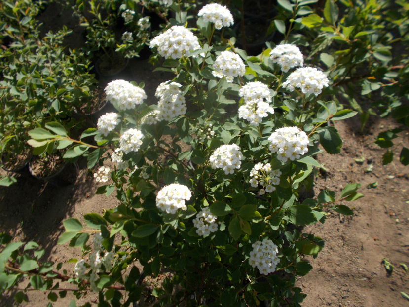 spirea vanhouttei - ARBUSTI ORNAMENTALI DE GRADINA-2018-2020-2021-2022