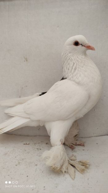 F 2020 - Por tapalagosi