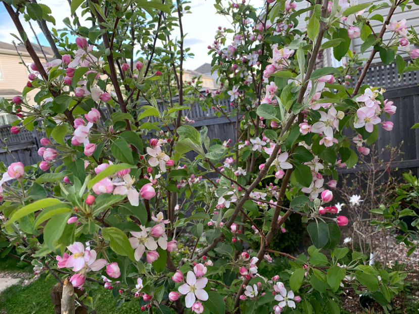  - Jurnalul gradinii 2021