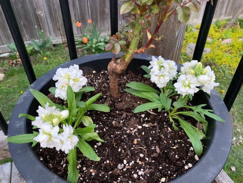  - Jurnalul gradinii 2021