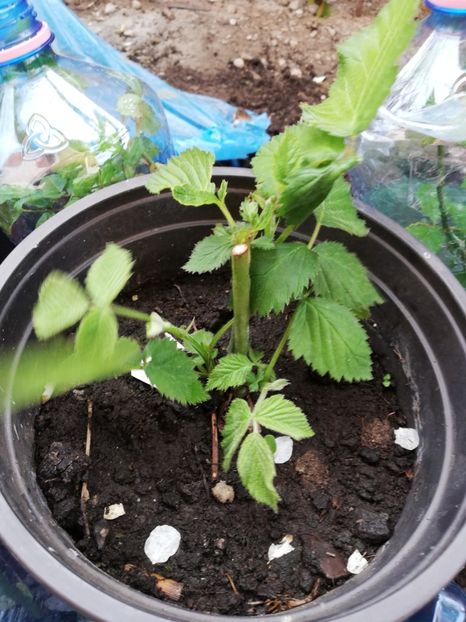 Zmeur citria - Arbusti fructiferi si capsuni