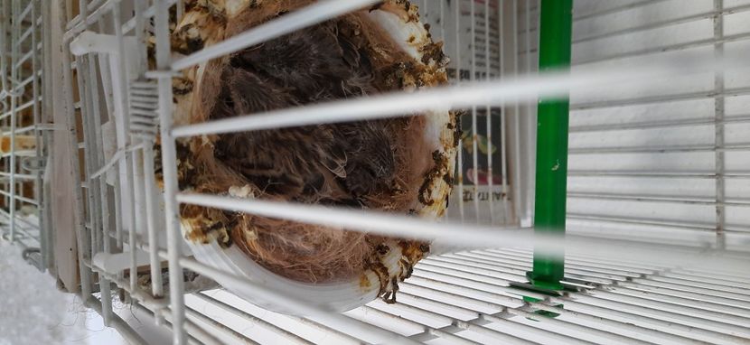  - Pui hibrizi scatiu africa 2021