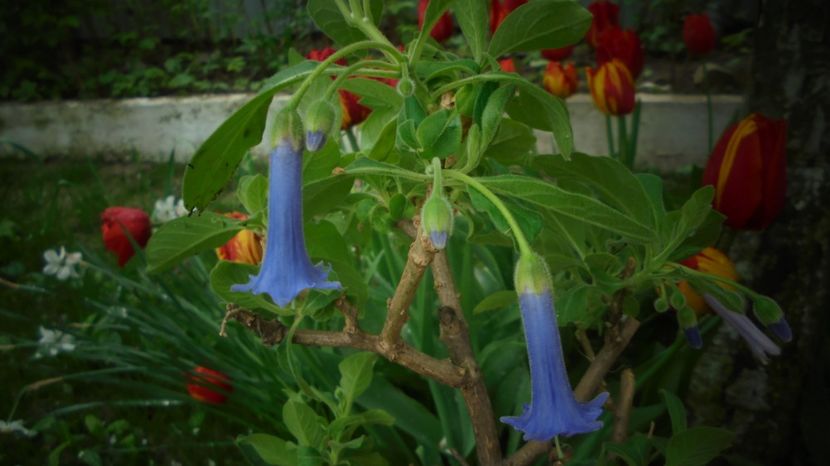 Acnistus australis - Sclipiri 2021