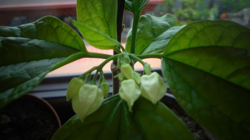 Abia salvat,recunoscator... - Sclipiri 2021