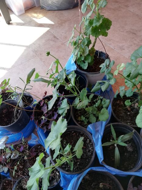 Muscate zonale, - Plante de interior